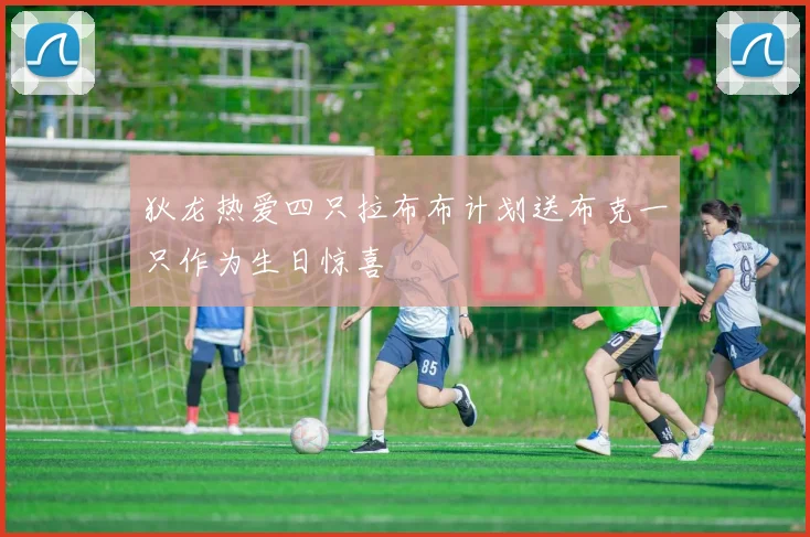 狄龙热爱四只拉布布计划送布克一只作为生日惊喜